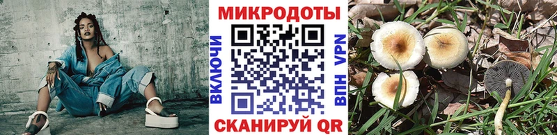 Купить  Онега  Галлюциногенные грибы Psilocybe 